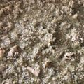 El cooksnap de Patricia Lopez Recio cuando hizo Risotto de quinoa con pesto.