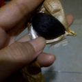 Cooksnap dari Aning Rahardjo untuk resep Black Garlic (Bawang Putih Hitam)