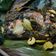 Cooksnap dari LeynaSun untuk resep Pepes Bandeng khas Purwokerto