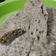 Cooksnap dari windayu fajriyatusshofa untuk resep Bolu pisang kukus (takaran sendok)