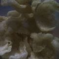 Cooksnap dari Sisor Yanti untuk resep Krupuk Nasi