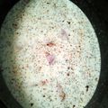 mary.grassiwanczyk's cooksnap of when they made Ranch Chicken & Mushrooms.