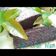 Cooksnap dari neneng fitri untuk resep Bolu Ketan Hitam kukus yg moist