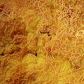 Cooksnap dari Wihda Wihdaniati untuk resep Makarena (Makaroni Schotel Panggang)