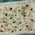 Cooksnap dari Fonny Siwu untuk resep Klappertaart