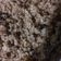 Cooksnap dari Astria Wulan Agustin Nela untuk resep Nasi Goreng Jawa spesial terasi