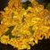 Cooksnap dari Pita untuk resep Ayam suwir bali pedasss