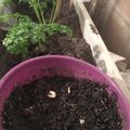 El cooksnap de Agustina cuando hizo Ajo porro en nuestra cocina!.