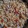 Avani Gatha's cooksnap of when they made ભેળ (Bhel Recipe In Gujarati).