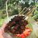 Cooksnap dari Ferry Koesoema untuk resep Sate babi plecing khas singaraja