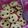 Cooksnap dari Maryam Nasution untuk resep Chocochip Sweet Cookies manis renyah