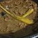 Cooksnap dari Fitriyanti Wiyono untuk resep Semur daging empuk dalam 30 menit saja