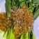 Cooksnap dari DaFit0107 untuk resep 2. Tumis Pakcoy Bawang Putih