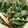 shelzz66's cooksnap of when they made Spinach Delight Salad.