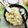 El cooksnap de lourenzo duran vidal cuando hizo Tortellini de queso a la crema de champiñones y nueces.