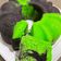 Cooksnap dari Andien untuk resep Bolu Pandan Ketan Hitam Kukus