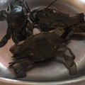 El cooksnap de mariajo_robles_lopez cuando hizo Cangrejo azul con salsa rosa americana Maine style.