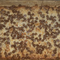 spartanman's cooksnap of when they made ▪Hello Dolly Bars▪.