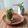 Agnes エミリア 💕 's cooksnap of when they made MATCHA Granita.
