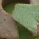 Cooksnap dari ika pertiwi untuk resep Chiffon Pandan (Tepung Beras)