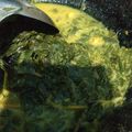 Cooksnap dari EviNabri Aritonang untuk resep Gulai daun singkong / gulai daun ubi teri