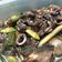 Cooksnap dari Yunisa Ryanti untuk resep Cumi hitam pete