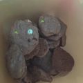 Cooksnap dari isti untuk resep Soft Cookies