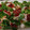 El cooksnap de Sonia Castillo cuando hizo Ensalada rúcula, pera, jamón y queso.