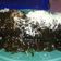 Cooksnap dari Biza Nuralam untuk resep Bolu Gulung Kukus Coklat/pr_recookanekabolkus