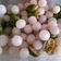 Cooksnap dari Selly Johar untuk resep Asinan Rambutan
