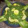 صورة من ايهاب الخلايلع، شاركها بعد تجربة وصفة تبولة 😍🍅🌿🍋