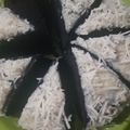 Cooksnap dari Thika Purnamasari untuk resep Brownis kukus simple