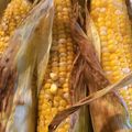 swimmerjs's cooksnap of when they made Grilled corn on the cob.