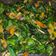 Cooksnap dari presty d f untuk resep Oseng oseng genjer (sayur centongan)