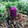 Linima Chudgar's cooksnap of when they made Jamun Float.