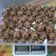 Cooksnap dari Riwayati Caecilia Lumban Gaol untuk resep Milo Doggie Cookies