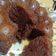 Cooksnap dari Ana Rohana untuk resep Bolu caramel (sarang semut) kukus