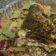 Mamu's cooksnap of when they made Dadden salad.