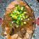 庭秀 的 醬燒鮭魚 cooksnap