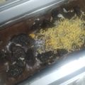 Cooksnap dari Siskha Miranda untuk resep Brownies panggang ala Tintin Rayner
