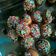 Cooksnap dari lilis untuk resep Donat empuk lembut tanpa kentang