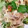 Cooksnap của Rose Truong khi họ làm theo món Tré trộn