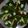 El cooksnap de Monica Ribero cuando hizo Ensalada de espinacas con aguacate.