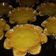 Cooksnap dari felly ferdianti untuk resep Pie Susu Ekonomis