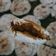 Cooksnap dari Tina Hasbie untuk resep Pempek Panggang (tanpa ikan) isi Ebi Pedas