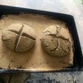 El cooksnap de Vale Paz Dumas cuando hizo Pan de Trigo Sarraceno.