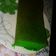 Cooksnap dari Ella Elle untuk resep Brownies Kukus Pandan Ny.Liem