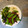 Rick's cooksnap of when they made Crispy Beef with Snow Peas.