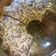 Cooksnap dari Atik Tri Wahyuni untuk resep Banana bread (steam)