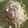 El cooksnap de astrid badia cuando hizo Spaghetti Cacio e Pepe.